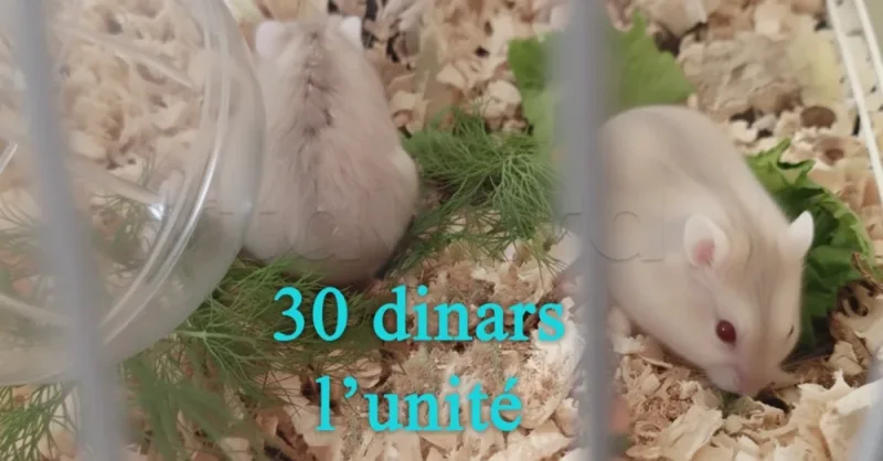 Hamsters Syriens (Dorés) et Russes - Hamster