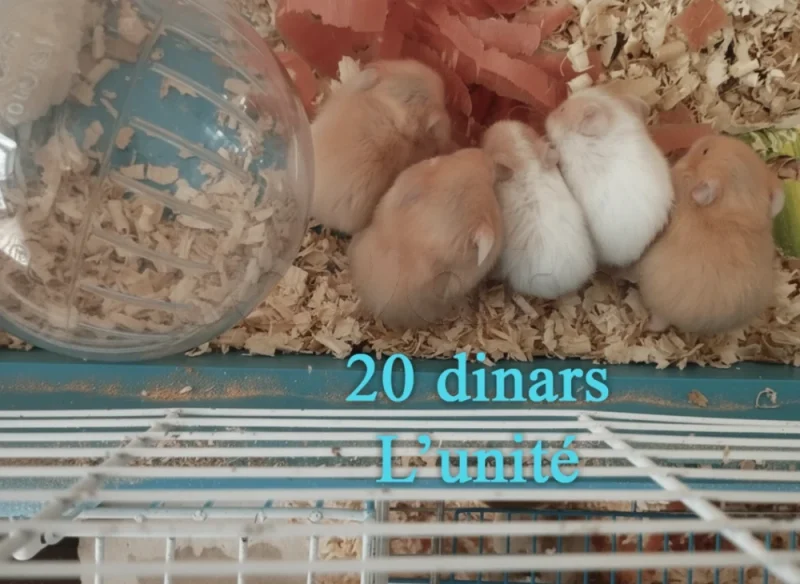 Hamsters Syriens (Dorés) et Russes - Hamster - Miniature 2