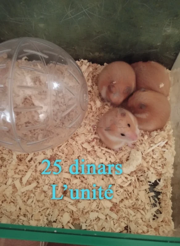 Hamsters Syriens (Dorés) et Russes - Hamster - Miniature 3