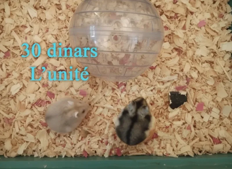 Hamsters Syriens (Dorés) et Russes - Hamster - Miniature 4