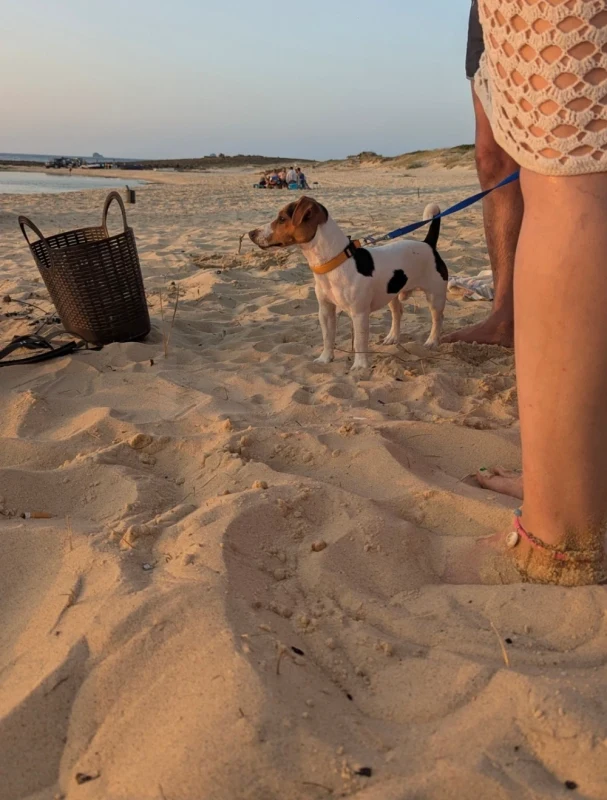 Jack russel - Miniature 2