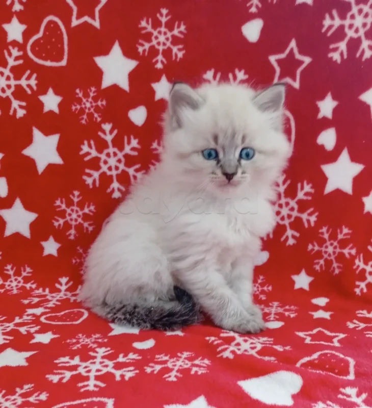 Chatons Ragdoll - Miniature 2