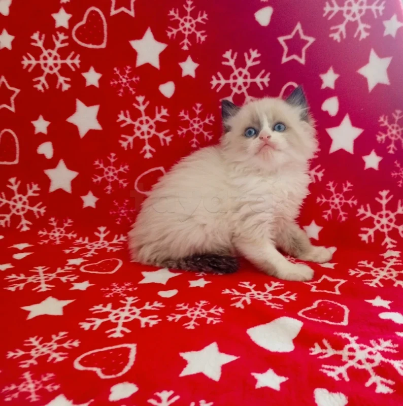 Chatons Ragdoll - Miniature 3