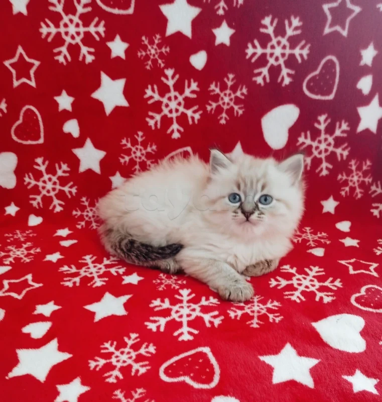 Chatons Ragdoll - Miniature 4