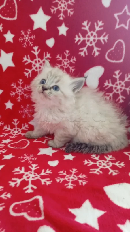 Chatons Ragdoll - Miniature 5