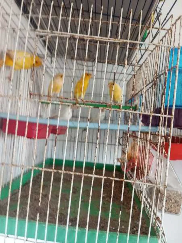 كانري للبيع جملة