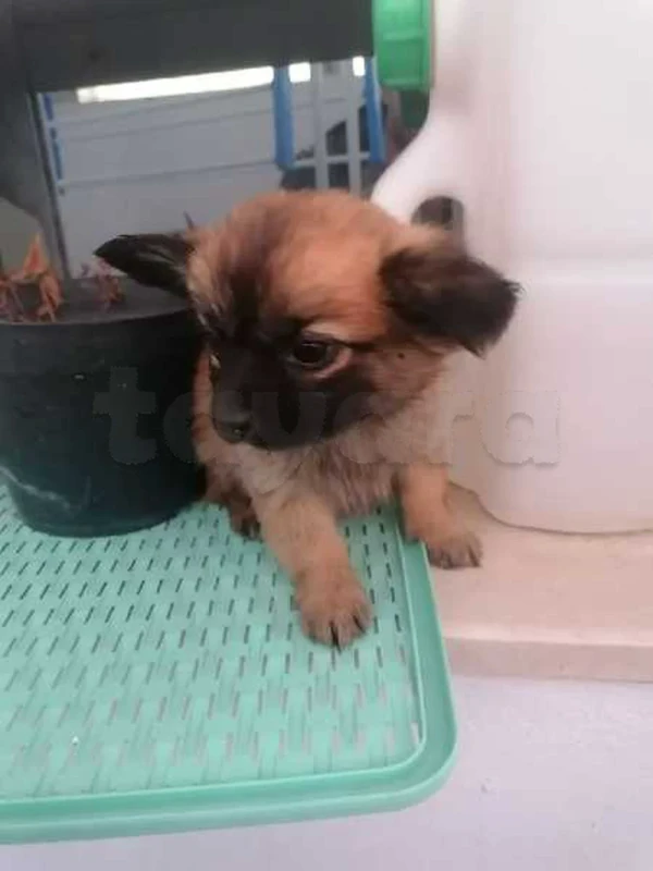 chiwawa papillon - Miniature 2