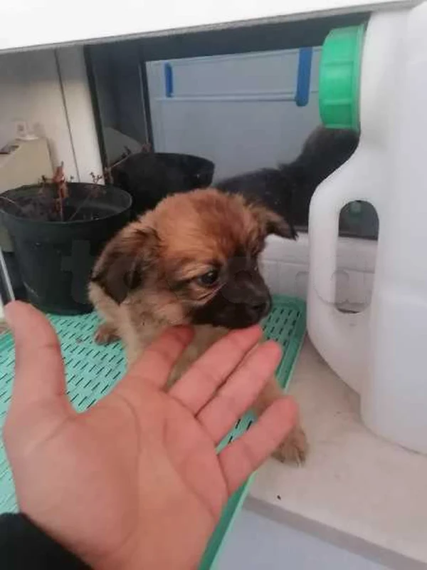 chiwawa papillon - Miniature 3