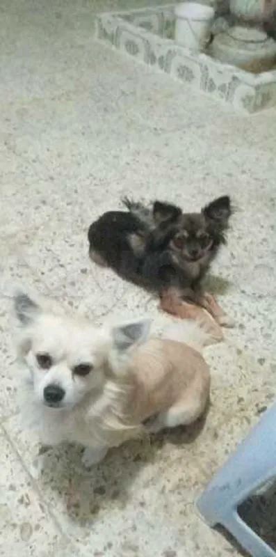 chiwawa papillon - Miniature 4