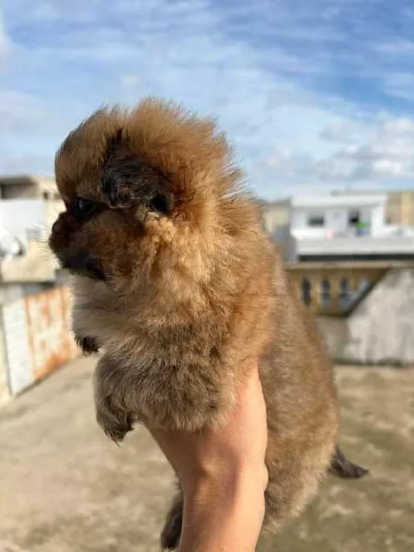 chiot pékinois - Miniature 2