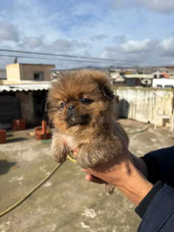 chiot pékinois - Miniature 3