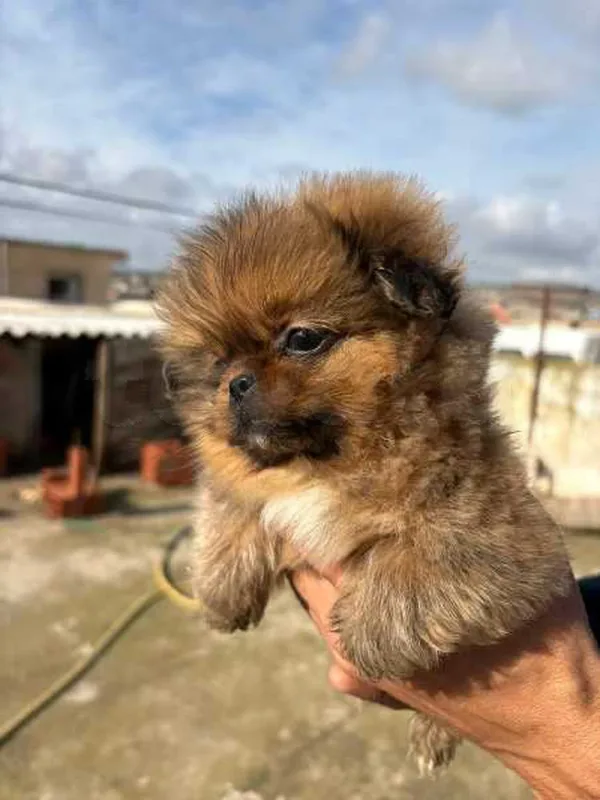 chiot pékinois - Miniature 4