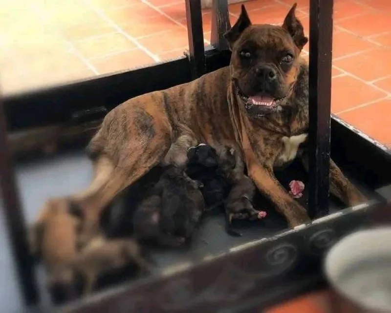 couple chien boxer - Miniature 2