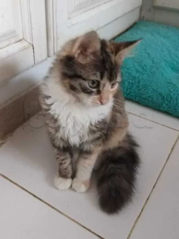 Chaton femelle à poil long - Miniature 2