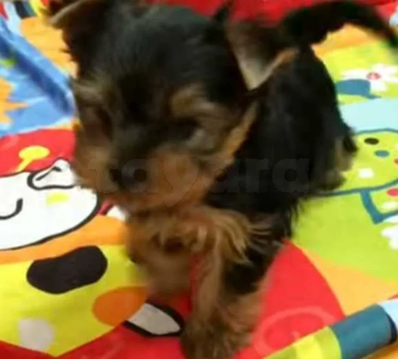 chiots yorkshire âge 9 semaines - Miniature 2