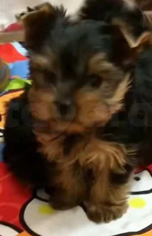 chiots yorkshire âge 9 semaines - Miniature 3