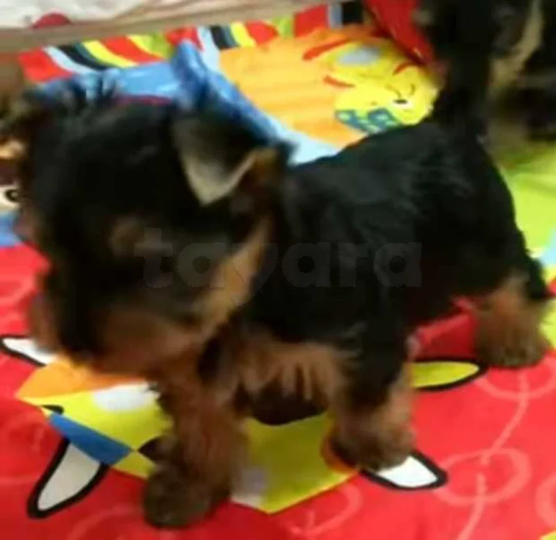 chiots yorkshire âge 9 semaines - Miniature 4