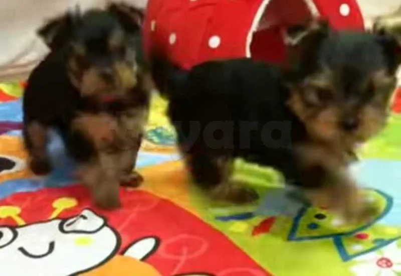 chiots yorkshire âge 9 semaines - Miniature 5