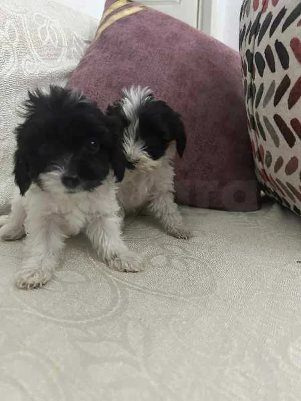 Chiots Caniche bichon havanais