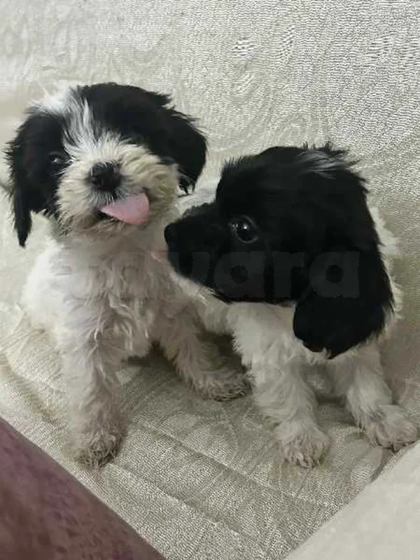 Chiots Caniche bichon havanais - Miniature 2