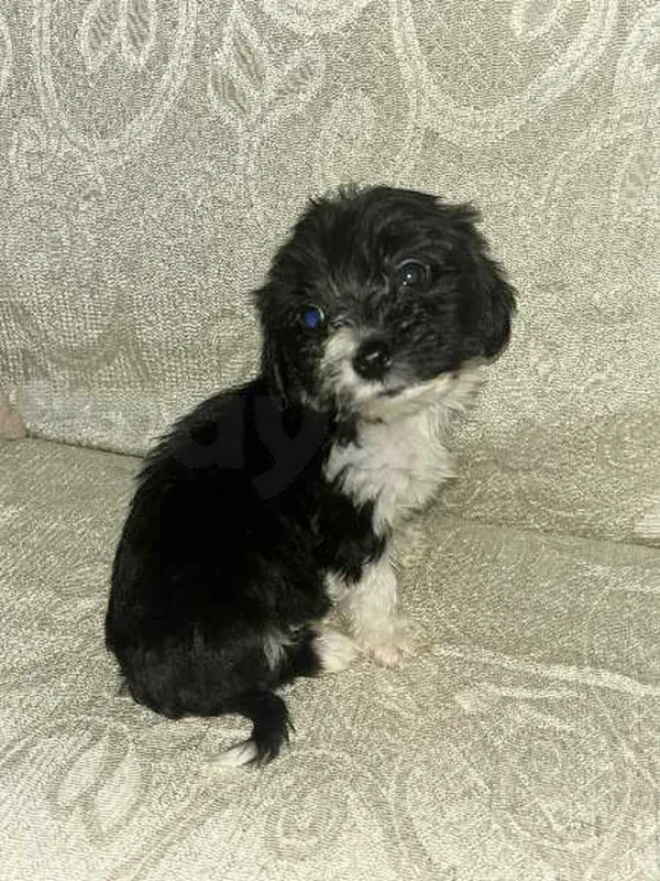 Chiots Caniche bichon havanais - Miniature 3