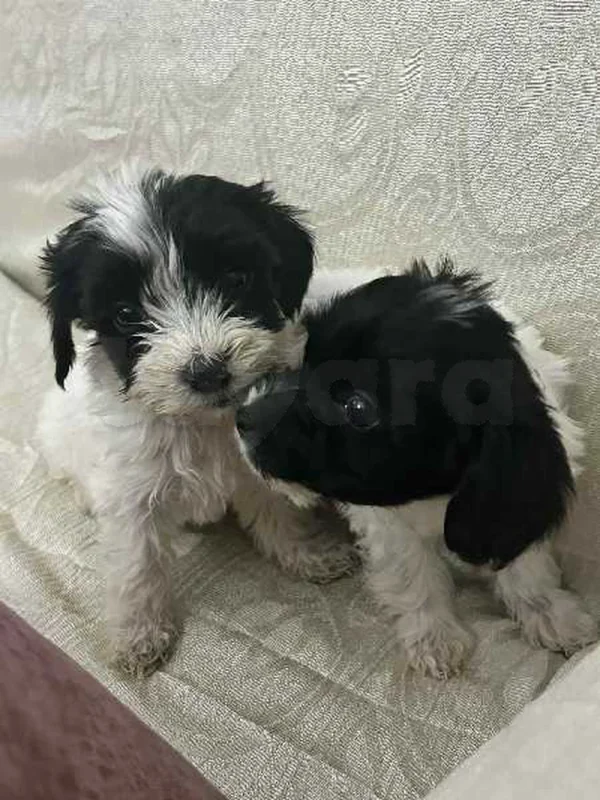 Chiots Caniche bichon havanais - Miniature 4