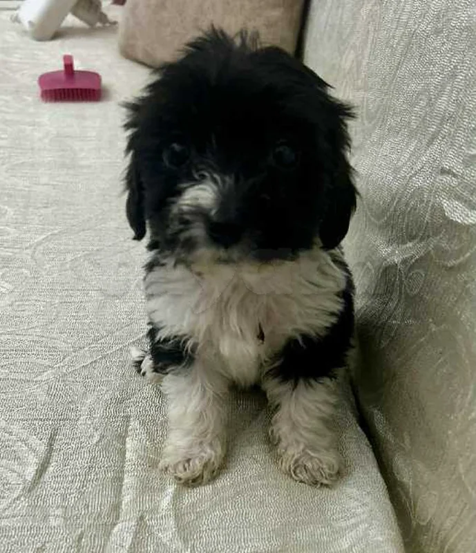 Chiots Caniche bichon havanais - Miniature 5