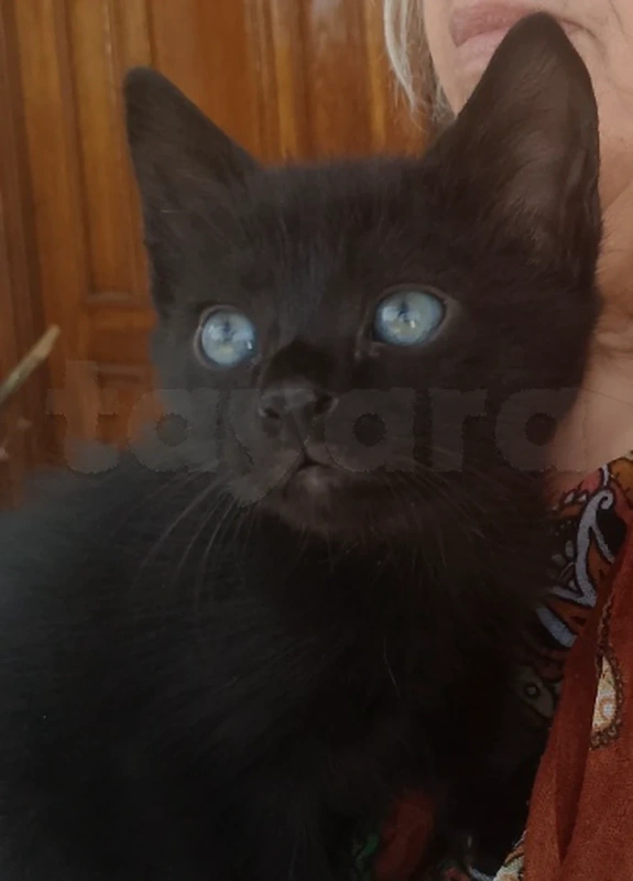 Chaton korat a vendre - Miniature 3