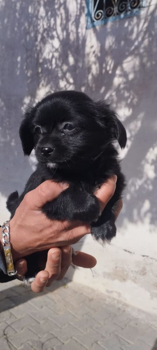 chiot chiwawa - Miniature 2