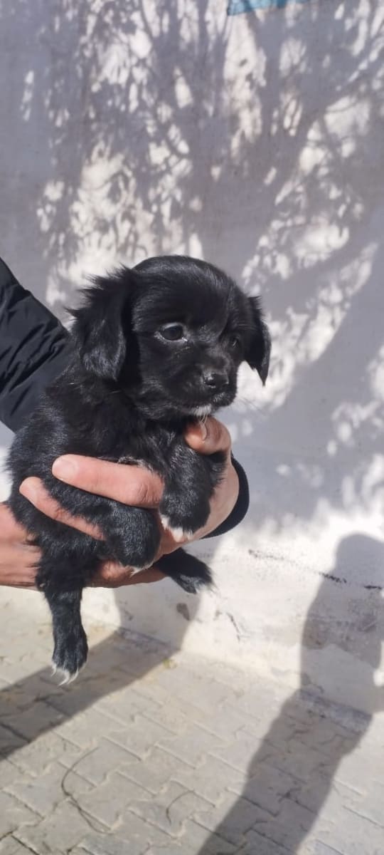 chiot chiwawa - Miniature 3