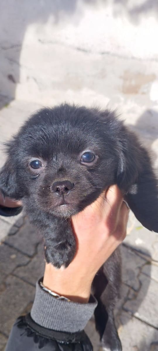 chiot chiwawa - Miniature 4