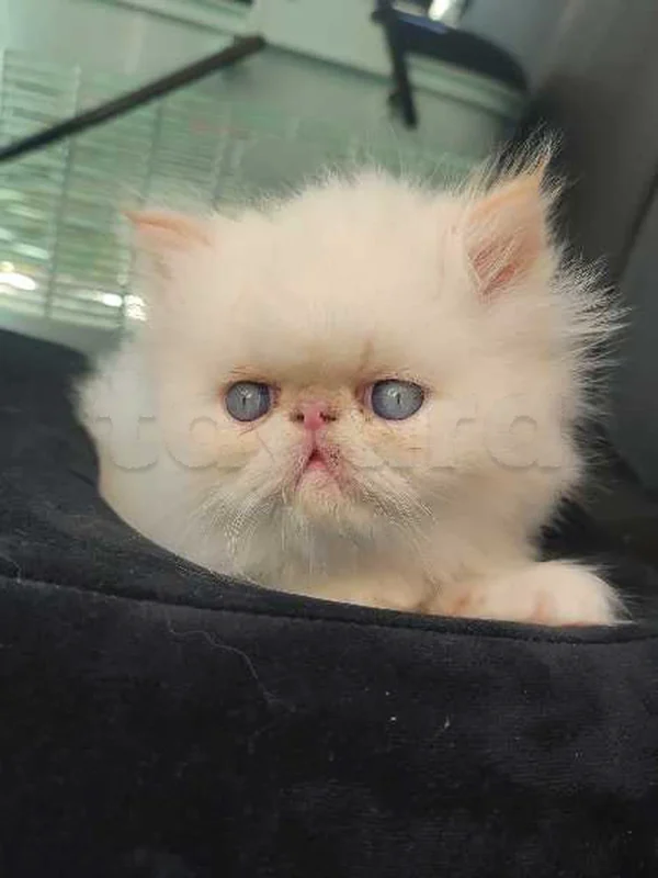 chat persan - Miniature 2