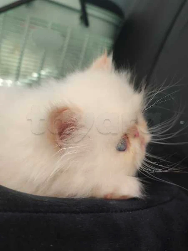 chat persan - Miniature 3