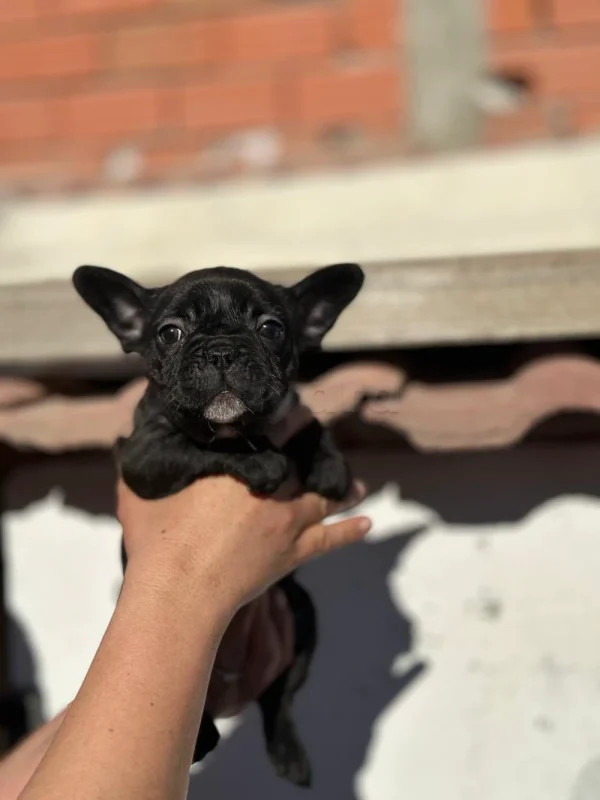 chiots bulldog français - Miniature 2