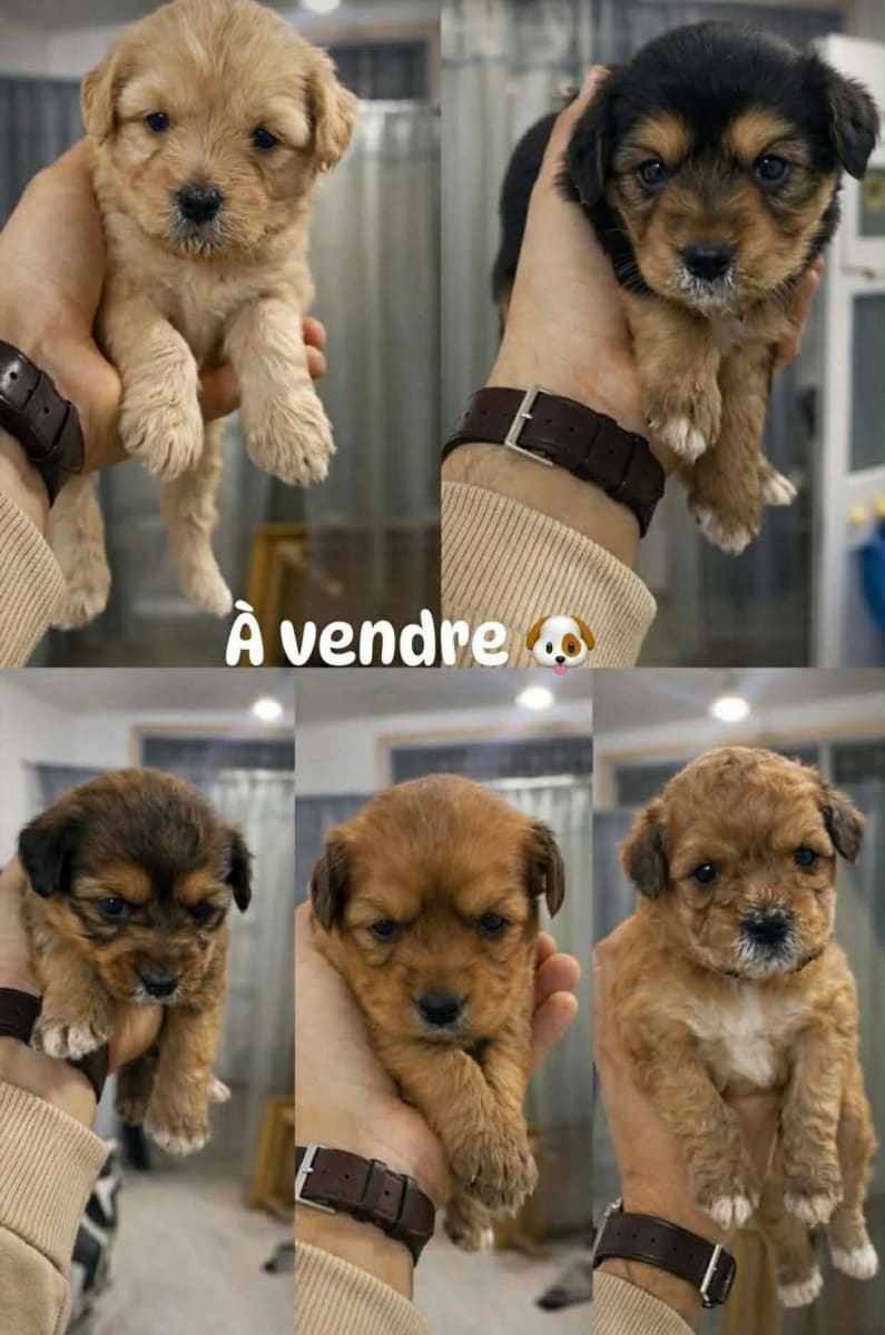 Chiot caniche bichon