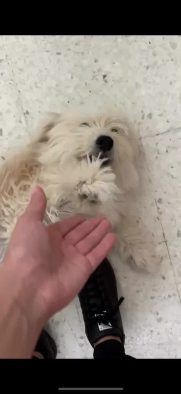 Chienne à adopter - Miniature 2