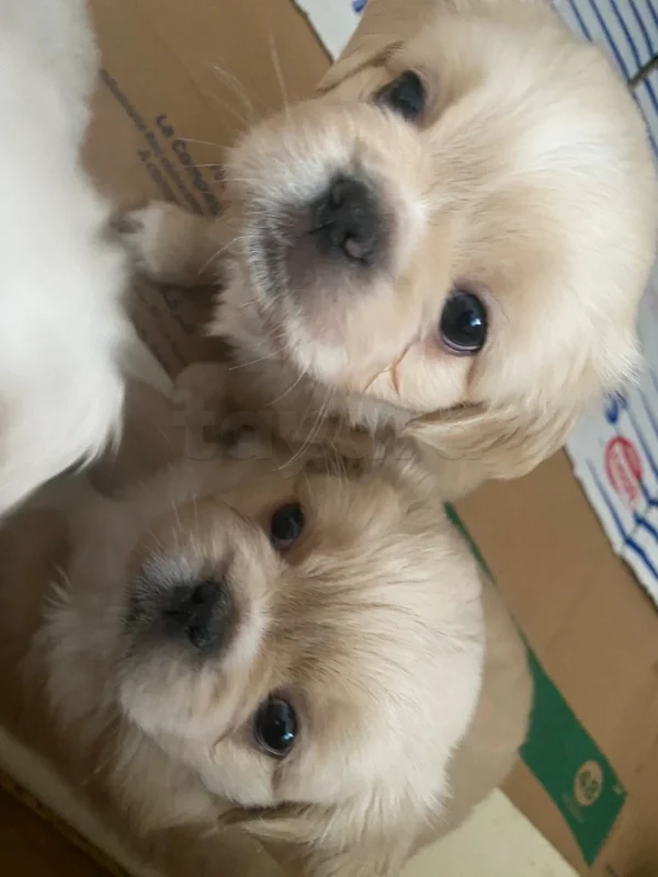 Chiots Pékinois mâles couleur crème à réserver – Tunisie