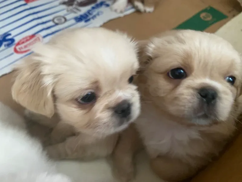 Chiots Pékinois mâles couleur crème à réserver – Tunisie - Miniature 2