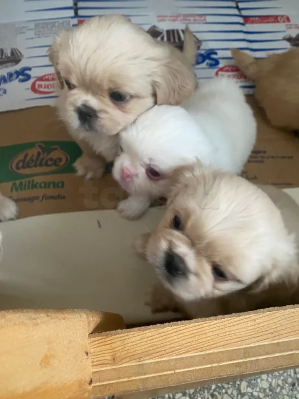 Chiots Pékinois mâles couleur crème à réserver – Tunisie - Miniature 4