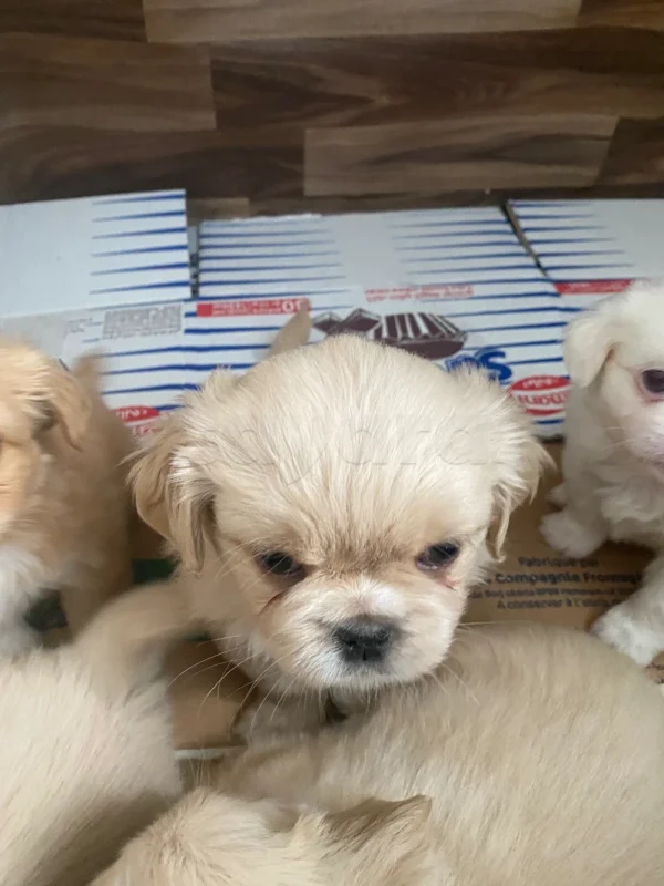 Chiots Pékinois mâles couleur crème à réserver – Tunisie - Miniature 3