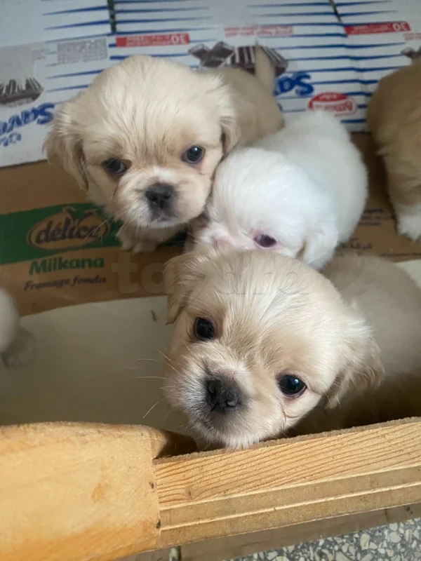 Chiots Pékinois mâles couleur crème à réserver – Tunisie - Miniature 5