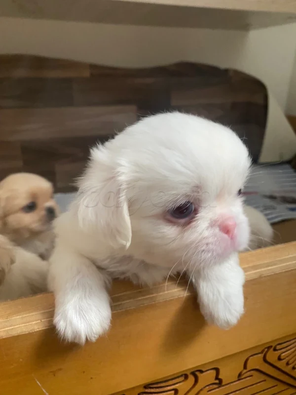 🐾 Chiot Pékinois albinos femelle à réserver – Tunisie - Miniature 2
