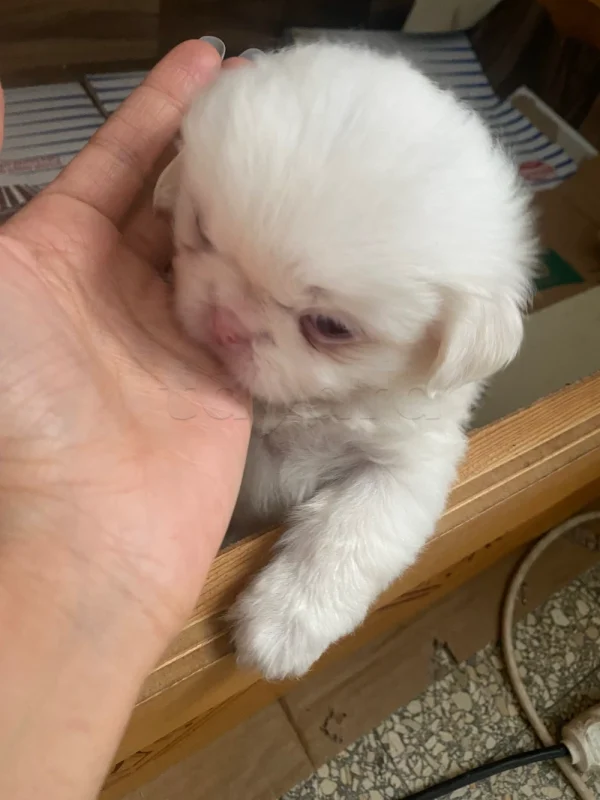 🐾 Chiot Pékinois albinos femelle à réserver – Tunisie - Miniature 4