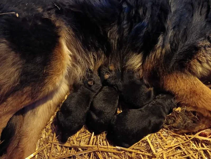 chiot berger allemand - Miniature 2