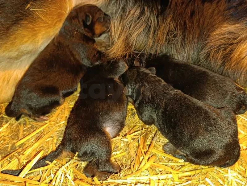 chiot berger allemand - Miniature 3