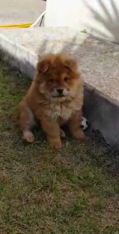 Femelle chowchow âge 9 semaines