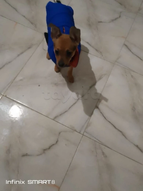 Chiwawa femelle 2mois 1/2 - Miniature 2