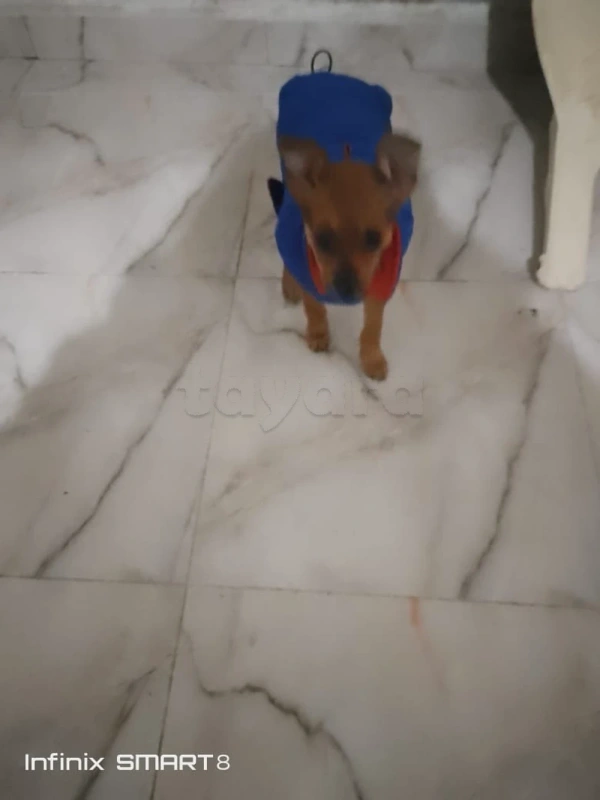 Chiwawa femelle 2mois 1/2 - Miniature 3