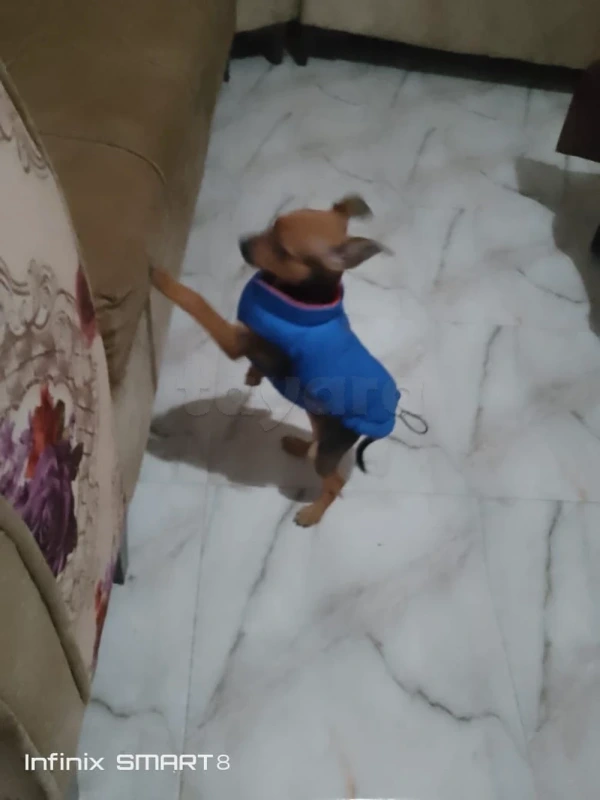 Chiwawa femelle 2mois 1/2 - Miniature 5