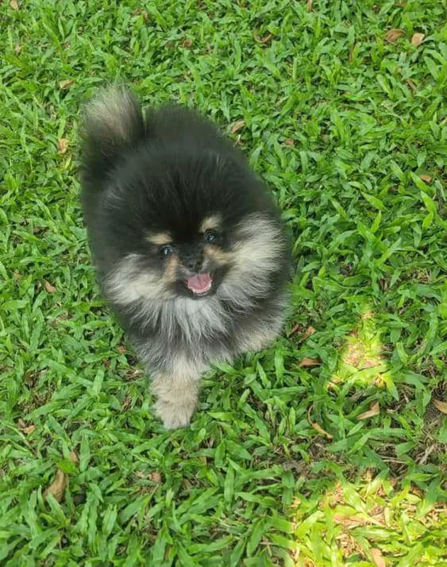 spitz pomernian - Miniature 2